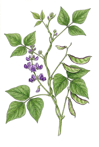 Bai Bian Dou