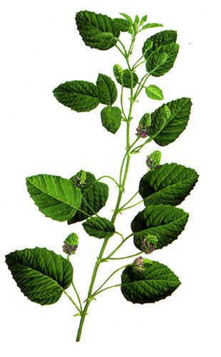 Bu Gu Zhi