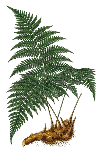 Gou Ji