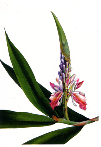 Yi Zhi Ren