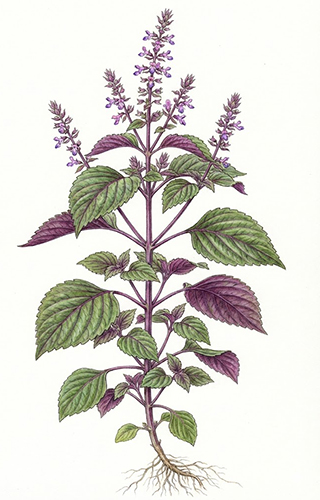 Zi Su Ye