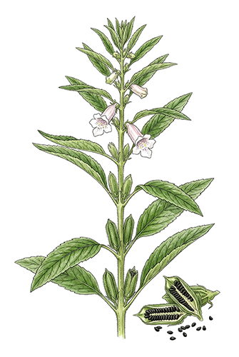 Hei Zhi Ma