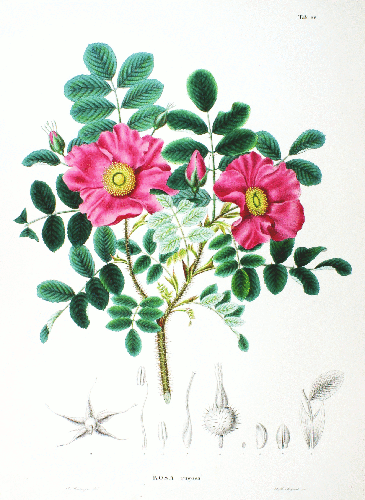 Mei Gui Hua