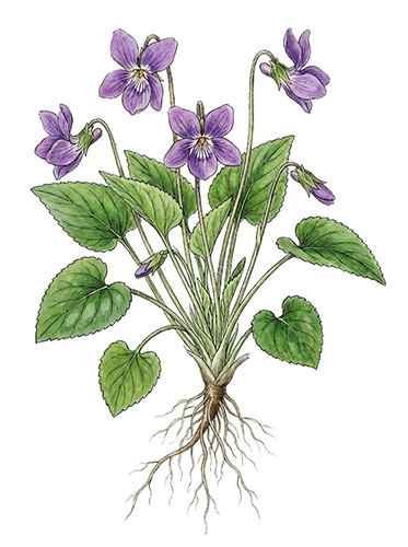 Zi Hua Di Ding
