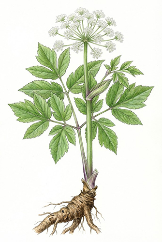 Du Huo