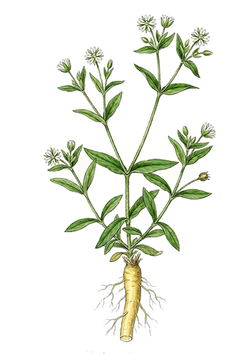 Yin Chai Hu