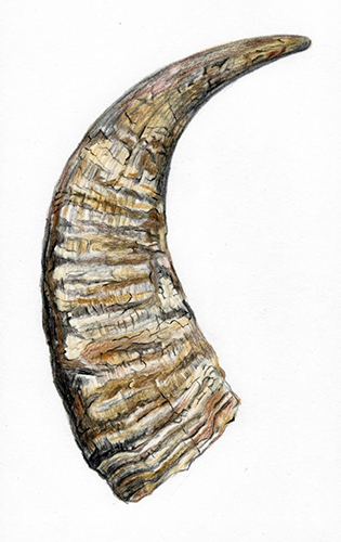 Shui Niu Jiao