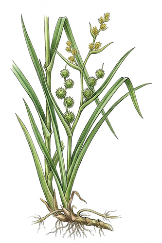 San Leng